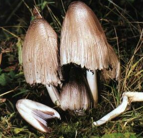  ,   Coprinus atramentarius